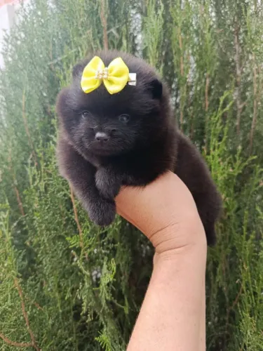 Filhote de Lulu da pomerânia fêmea 