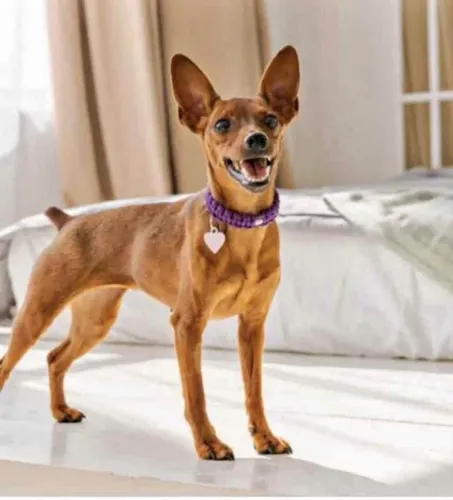 Procuro pinscher fêmea para comprar