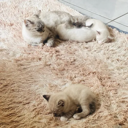 Vendo filhote de gatos raça nevamascares