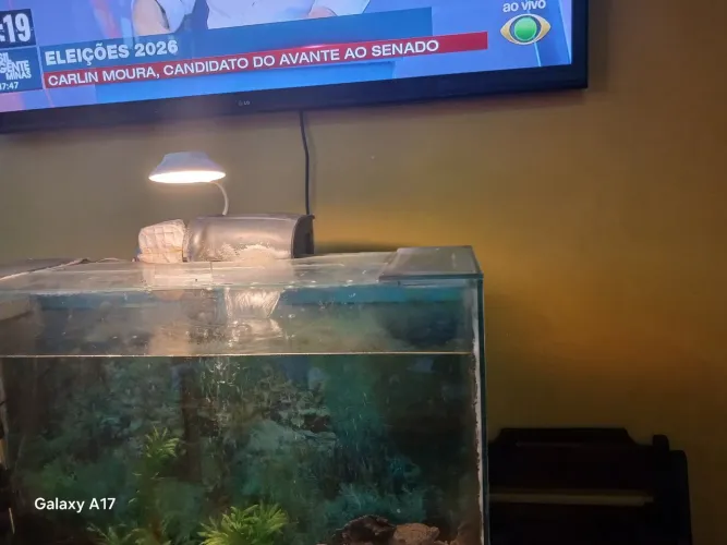 Aquario novo