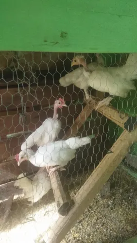 Garnisé Polaca 