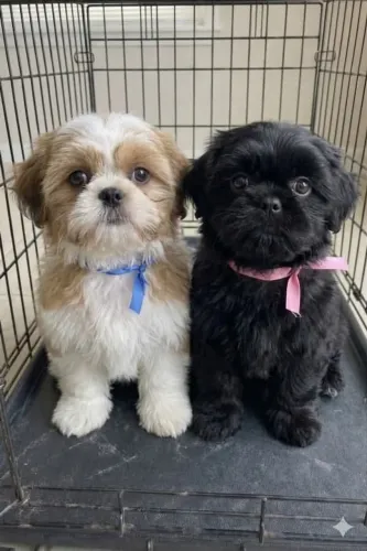 Shih tzu ursinho
