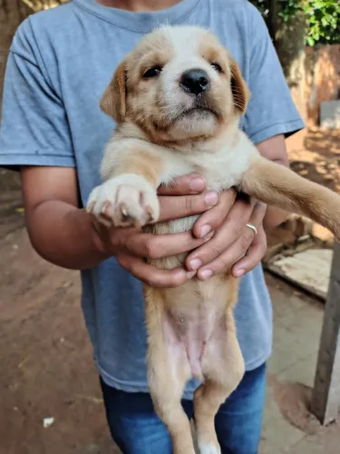 Doação de 5 fêmeas 1 macho
