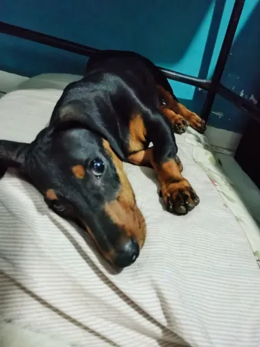 Cachorro Dachshund para cruzar