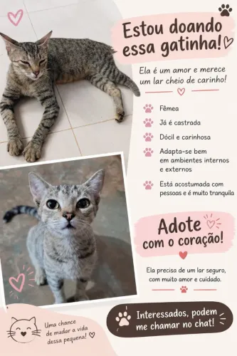 Doação dessa gatinha