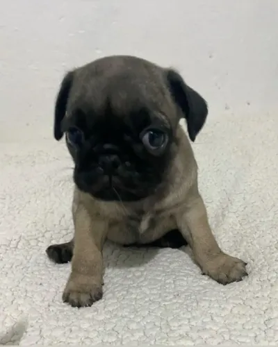Pug: presença marcante e cheia de charme
