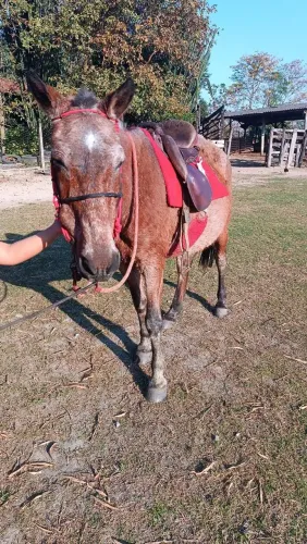Cavalo castrado 