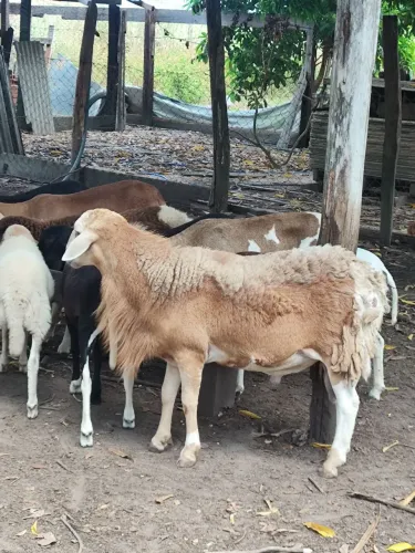 Vende se carneiro reprodutor