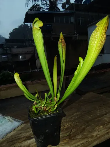 Planta carnivora(sarracenia leucophylla x courtii)