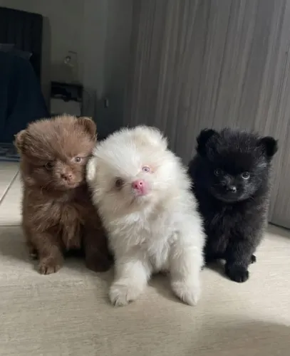 Filhote de Spitz Alemão Um Pequeno Encanto Para Seu Lar
