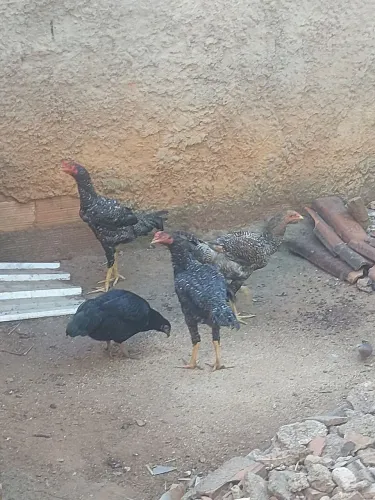 Galos caipiras vivos