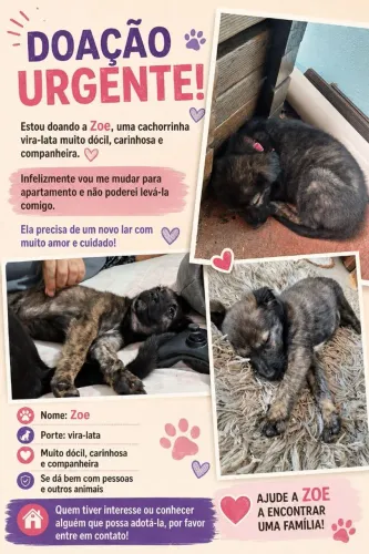 Doação pet fêmea 