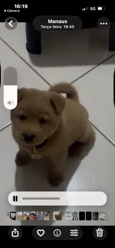 Chow Chow