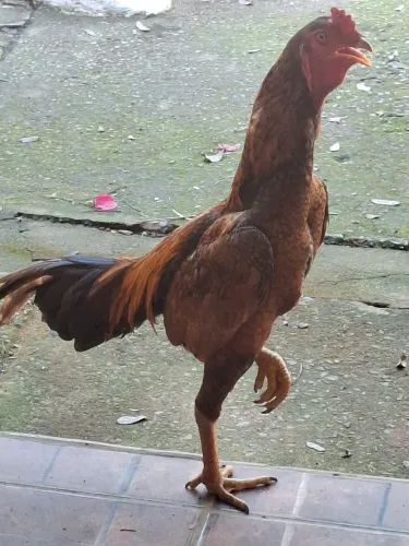 Galo, Galinha e frangos Índios