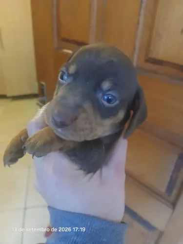 Lindo cofap chocolate