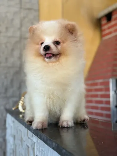 Spitz Alemão lindos Demais 