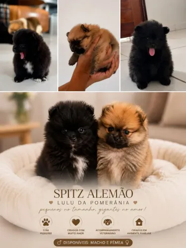 Lindos filhotes de spitz alemão 