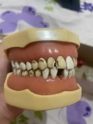 manequim dentistica mom