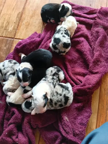 Filhotes de bodder collie
