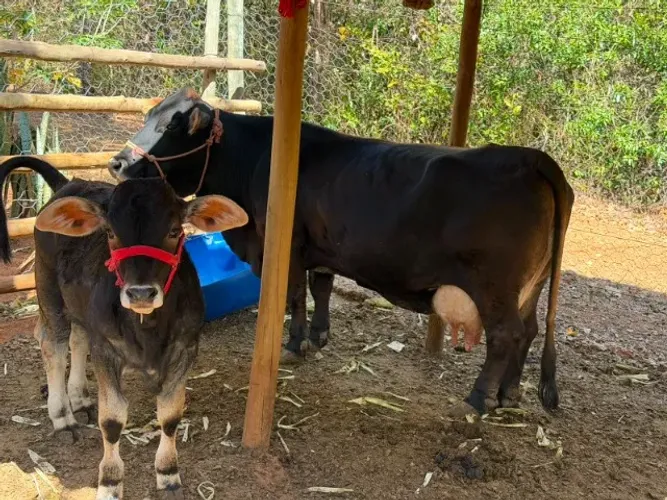 Mini vaca e bezerro