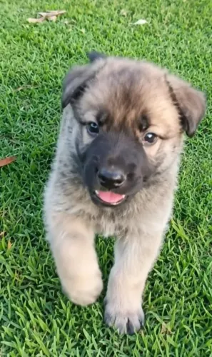 Filhotes pastor Belga Malinois 