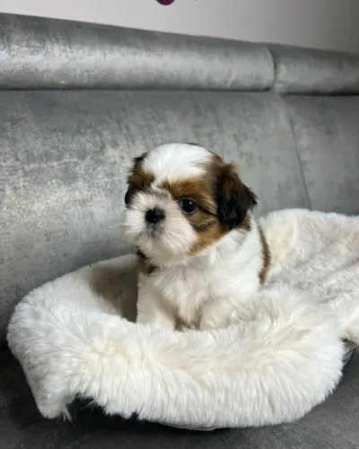 Shih tzu mini muito charmoso 