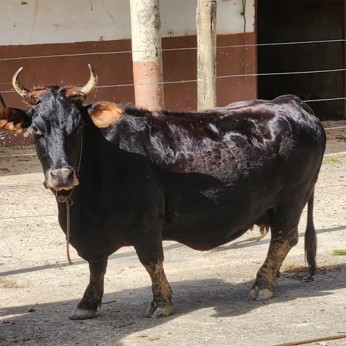 Linda Mini Vaca