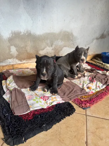 Filhotes American Bully 