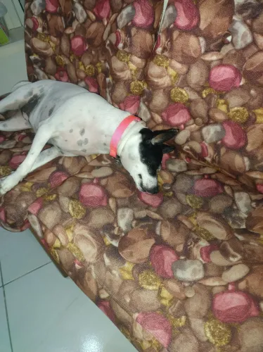 Cachorra castrada terrier brasileiro para adoção