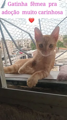 Linda gatinha laranja 