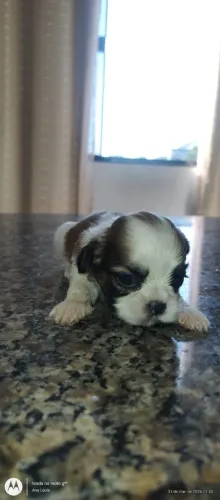 Vende-se cachorro shitzu