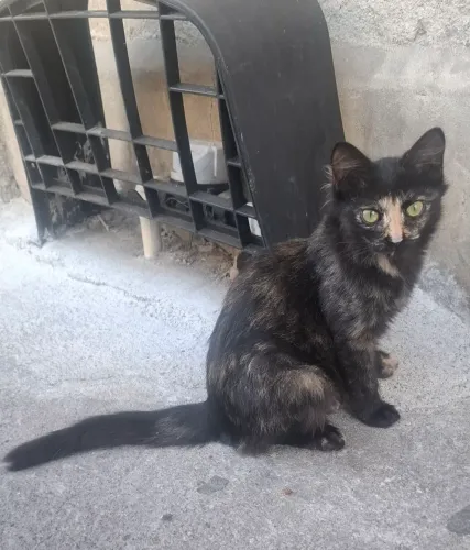 Doa-se lindas gatinhas de pelo longo