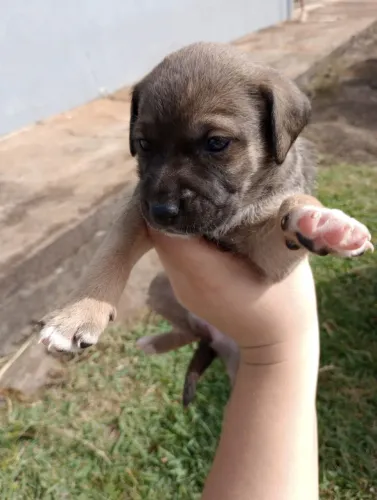 Filhotes de cachorro Pastor Belga