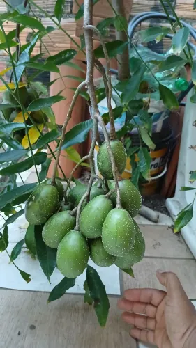 Pé de cajarana Anã