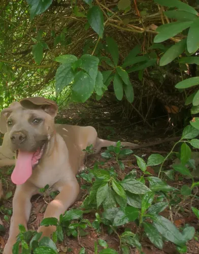 Cane Corso macho com pedigree a pronto pra guarda