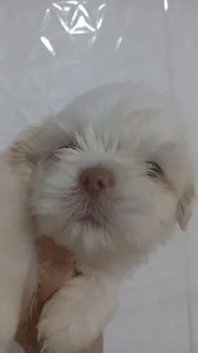 Shih tzu filhote branco