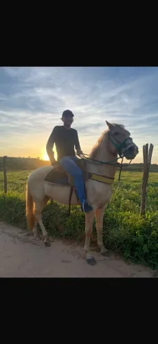 Vendo Cavalo Mestiço