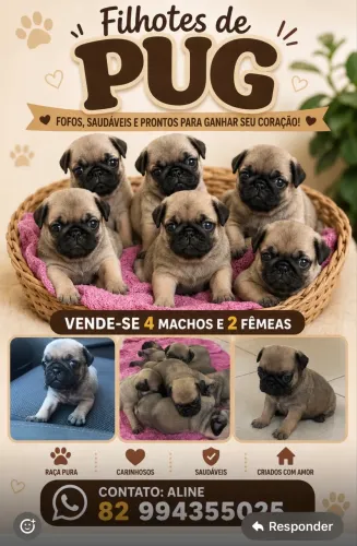 Filhotes de pug