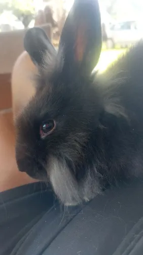 Coelho Mini Lion Preto Muito dócil e carinhoso  disponível 