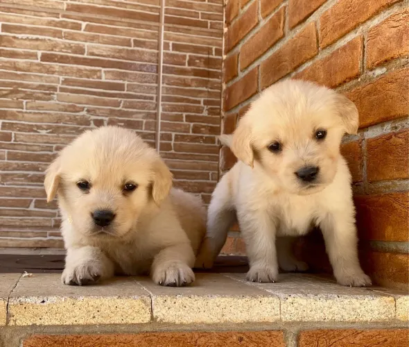 Golden Retriever saudável entrega hoje