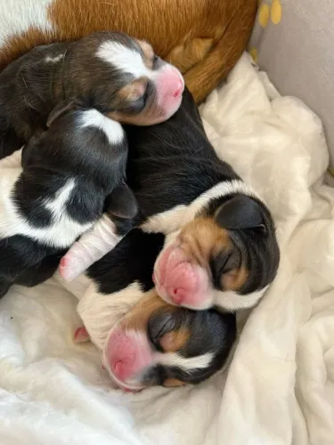 Beagle com pedigree