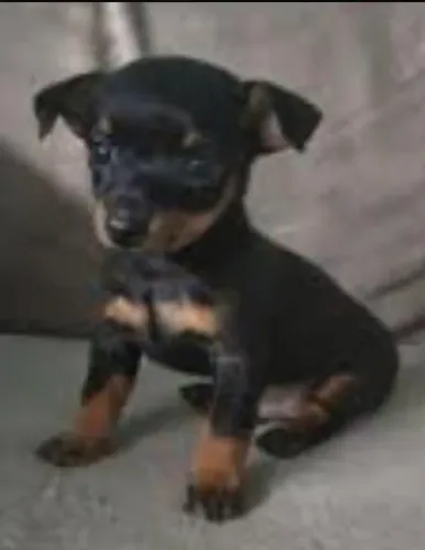 PINSCHER número 1