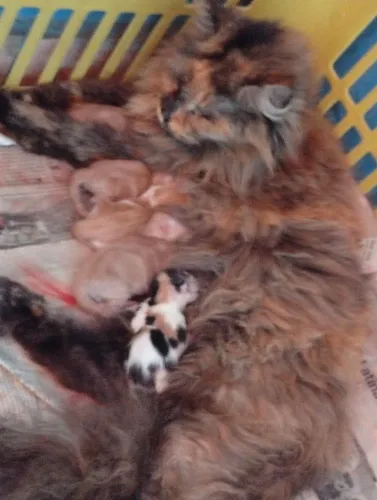 Filhotes Maine Coon