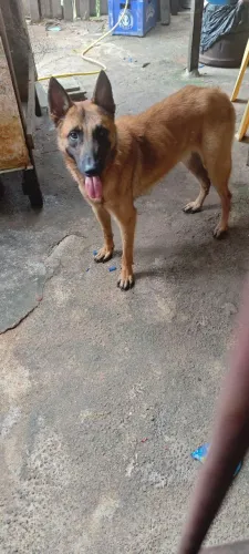 Pastor Alemao