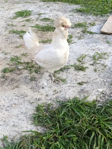 Galinha, galo 