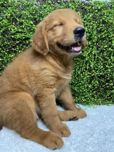 Golden amarelinho