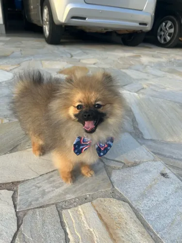 Lulu macho