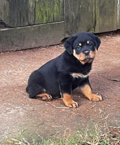 Filhote de Rottweiler 