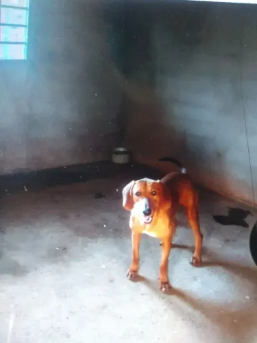 Cachorro americano 