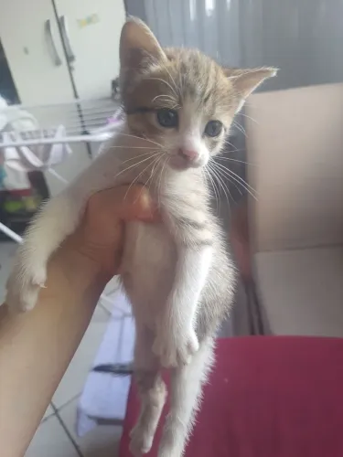 Gatinha para doação